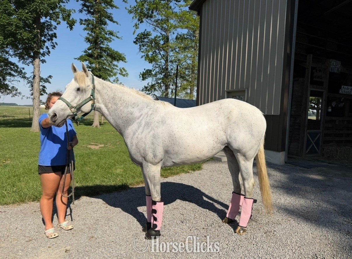 "Royal Chickory" Grey Mare Quarter Horse