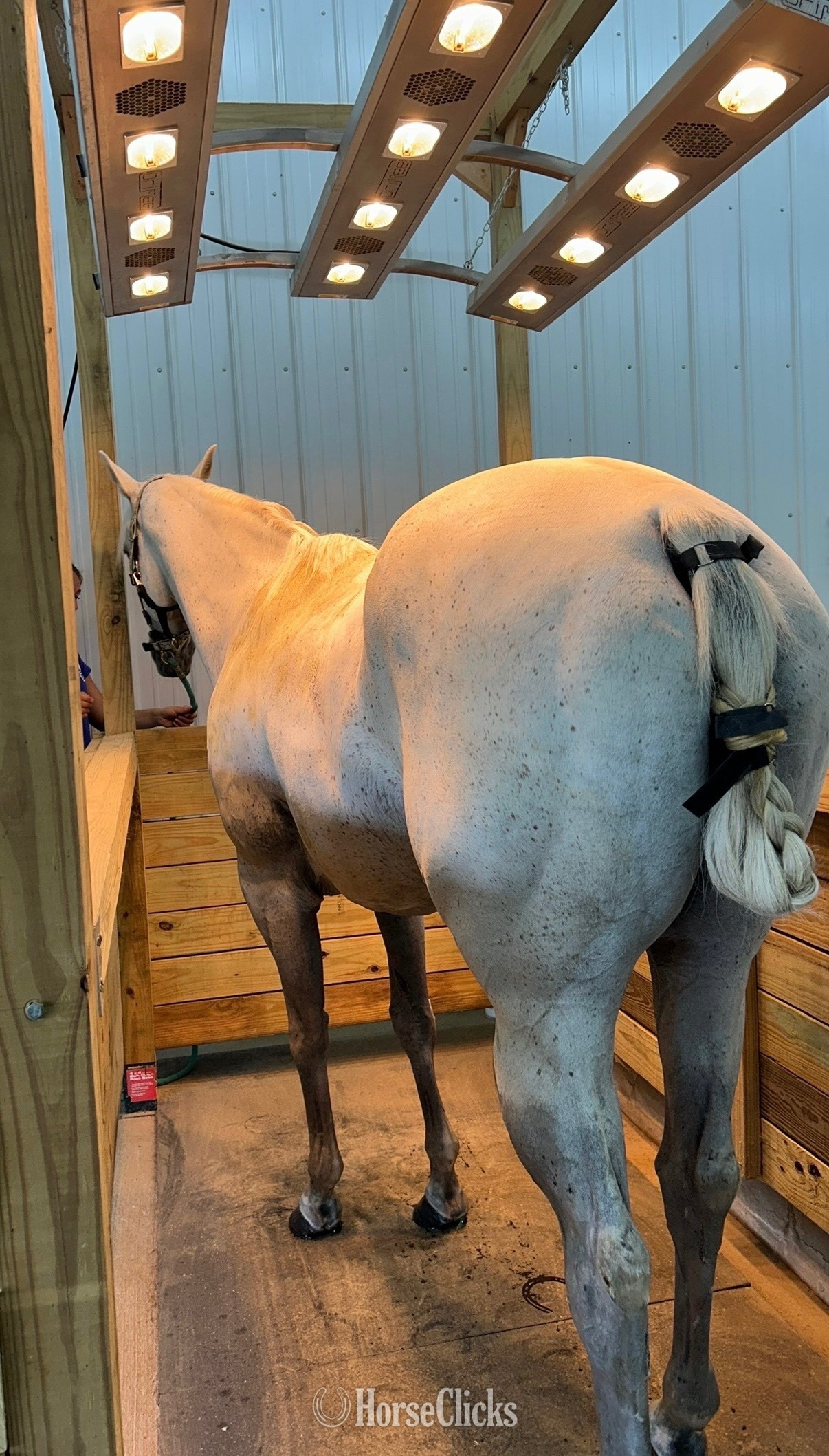 Ohio "Royal Chickory" Grey Mare Quarter Horse