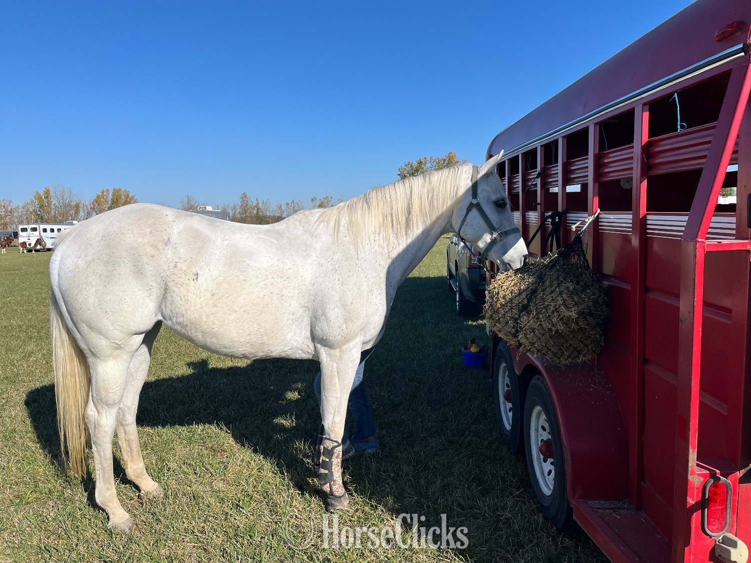 "Royal Chickory" Grey Mare Quarter Horse - Quarter Horse