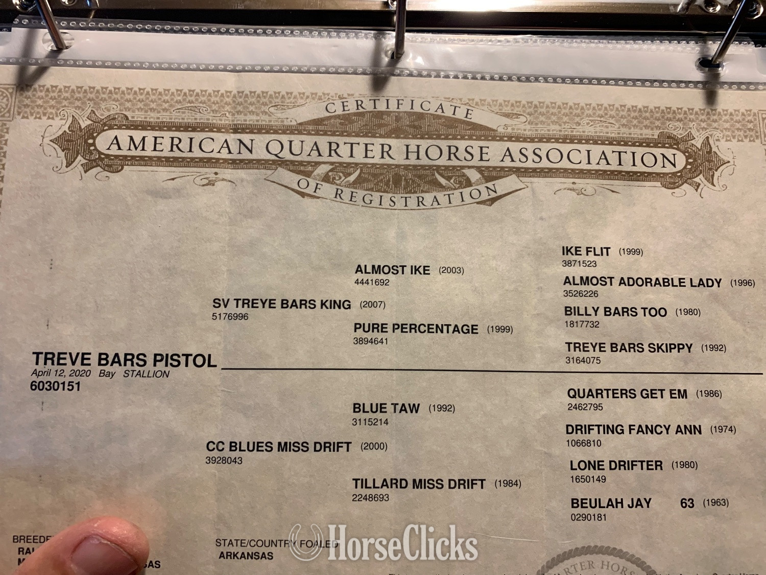 "Boone" Bay Gelding Quarter Horse in Arkansas