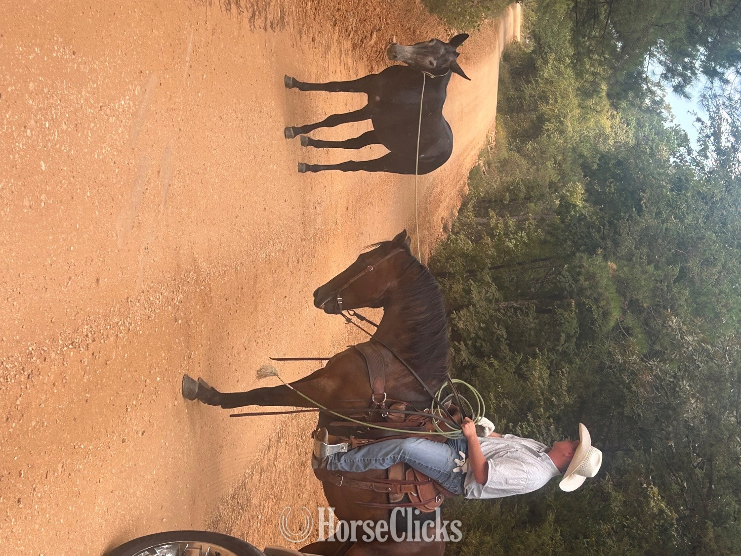 "Boone" Bay Gelding Quarter Horse