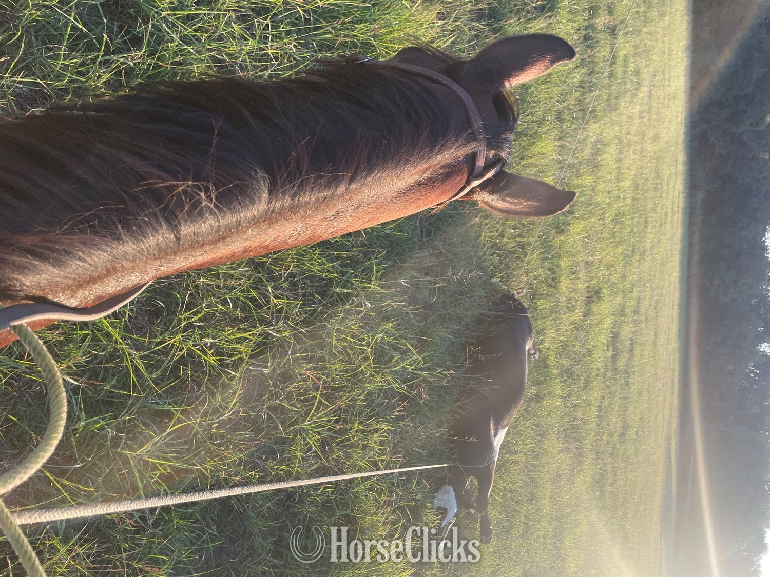 Arkansas "Boone" Bay Gelding Quarter Horse
