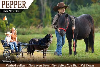 "Pepper" Black Gelding Pony
