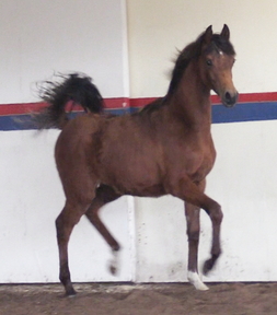"Barrister DGL" Bay Stallion Arabian