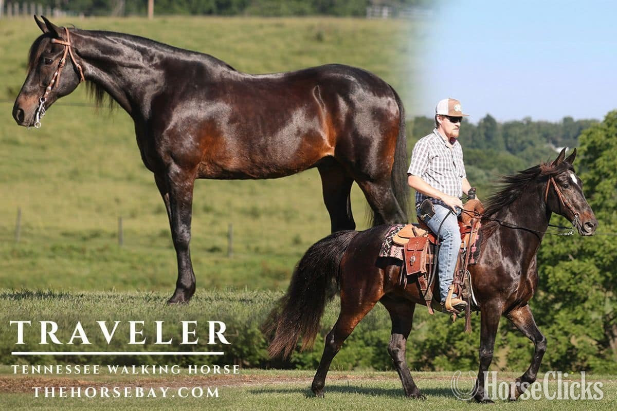 "Traveler" Bay Gelding Tennessee Walker in Kentucky