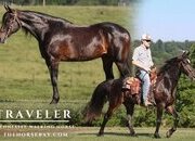 "Traveler" Bay Gelding Tennessee Walker