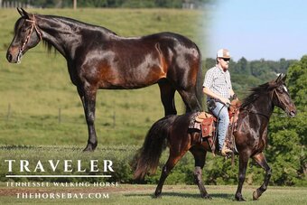 "Traveler" Bay Gelding Tennessee Walker