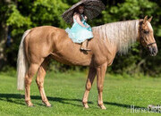 "Pineapple" Palomino Gelding Tennessee Walker