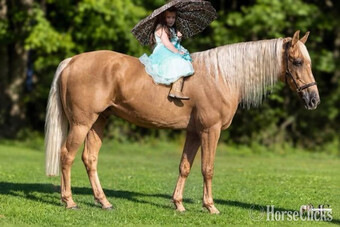 "Pineapple" Palomino Gelding Tennessee Walker