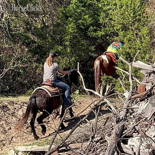 "Jones" Black Gelding Pony in Texas