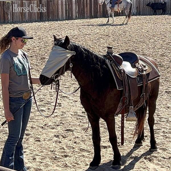"Jones" Black Gelding Pony