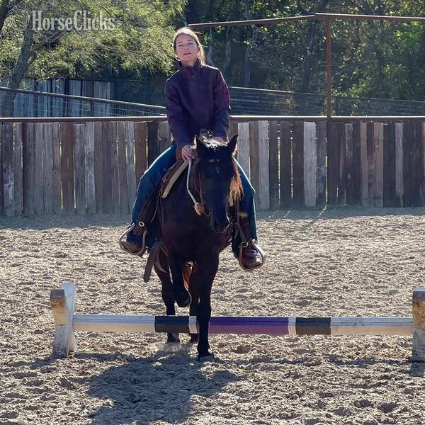 Texas "Jones" Black Gelding Pony