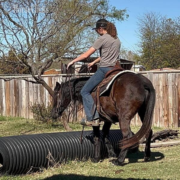"Jones" Black Gelding Pony - Pony in Texas