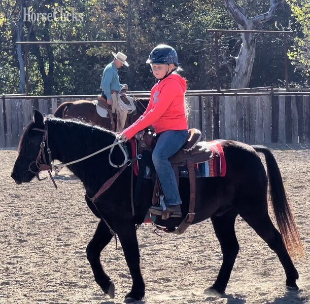 "Jones" Black Gelding Pony - Pony