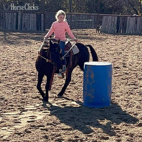 "Jones" Black Gelding Pony Texas