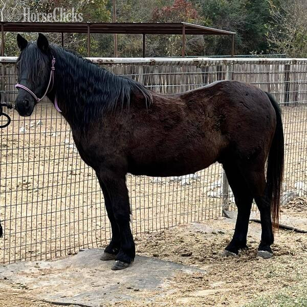 Pony - "Jones" Black Gelding Pony in Texas
