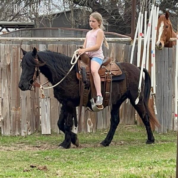 Pony - "Jones" Black Gelding Pony