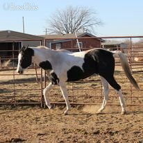 "Big Jake" Black Gelding Paint in Texas