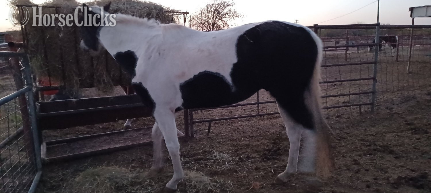 "Big Jake" Black Gelding Paint