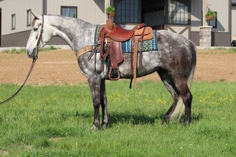 "Aspen" Grey Mare Tennessee Walker