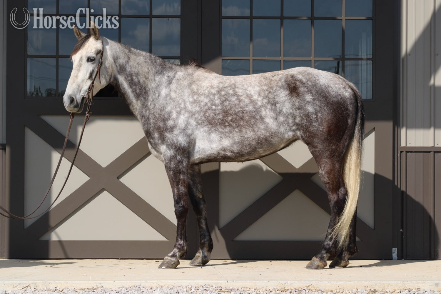 "Aspen" Grey Mare Tennessee Walker