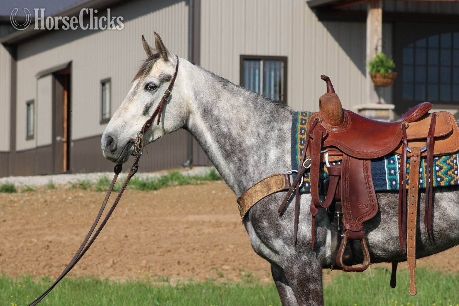 Kentucky "Aspen" Grey Mare Tennessee Walker