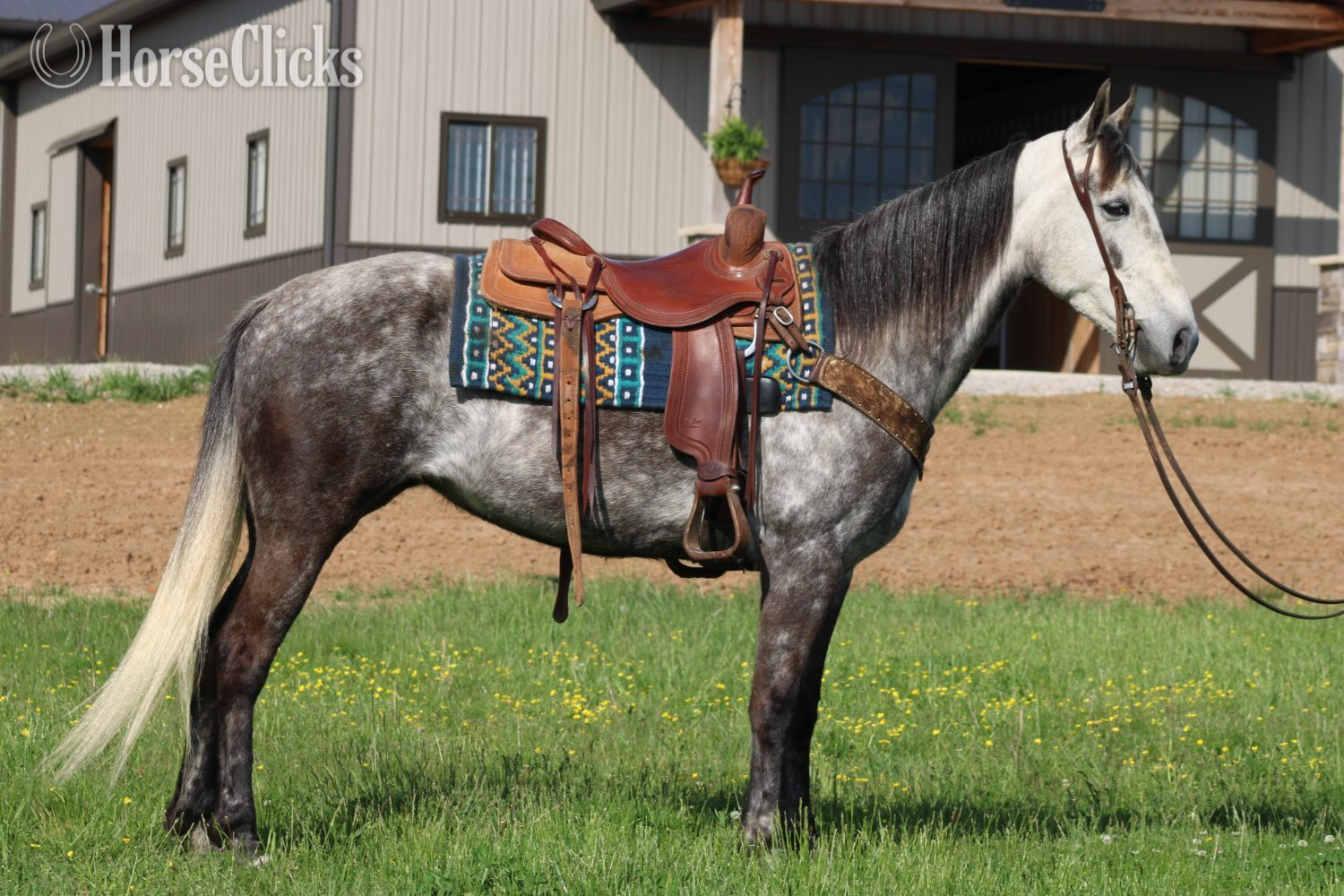 "Aspen" Grey Mare Tennessee Walker - Tennessee Walker in Kentucky