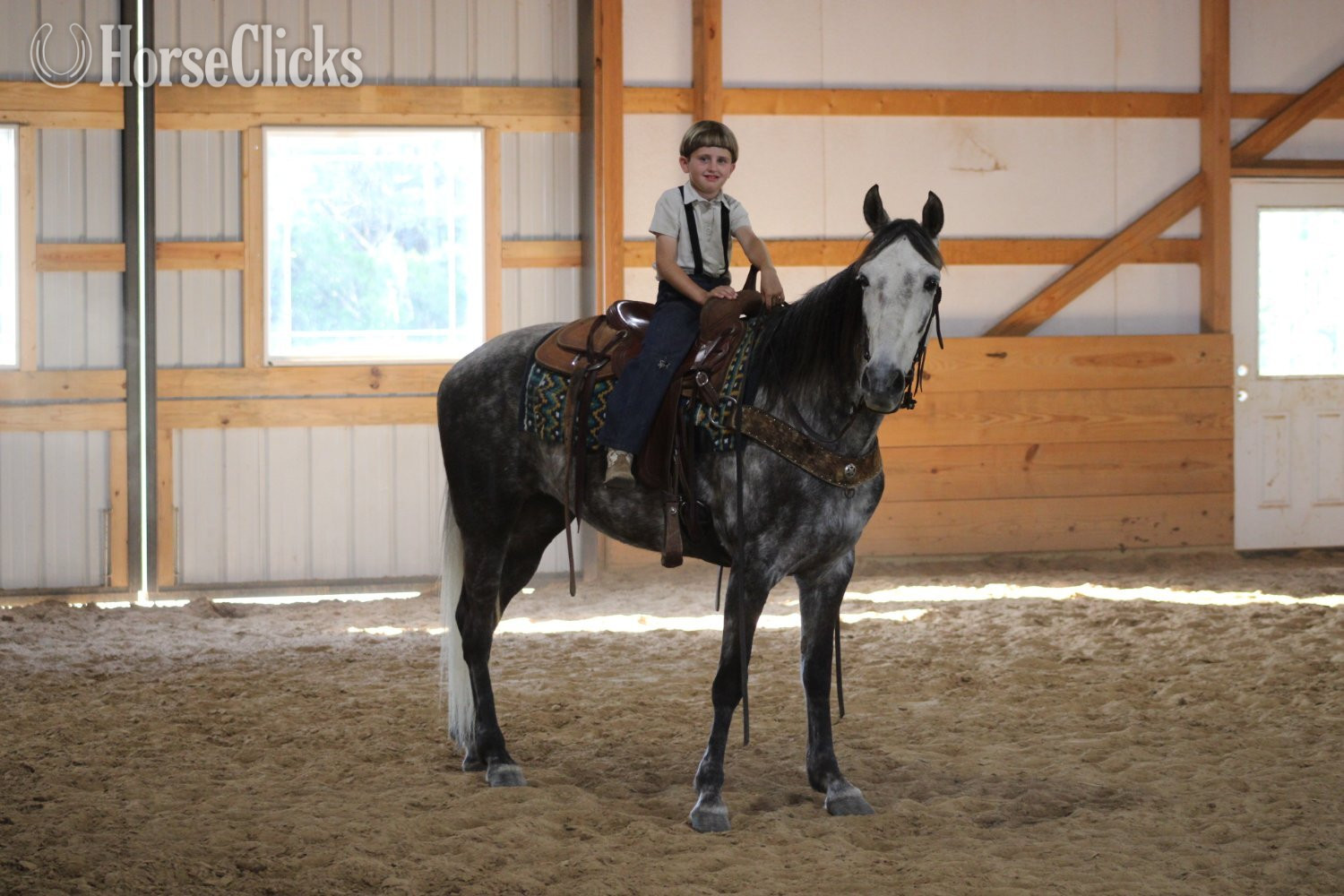 "Aspen" Grey Mare Tennessee Walker - Tennessee Walker