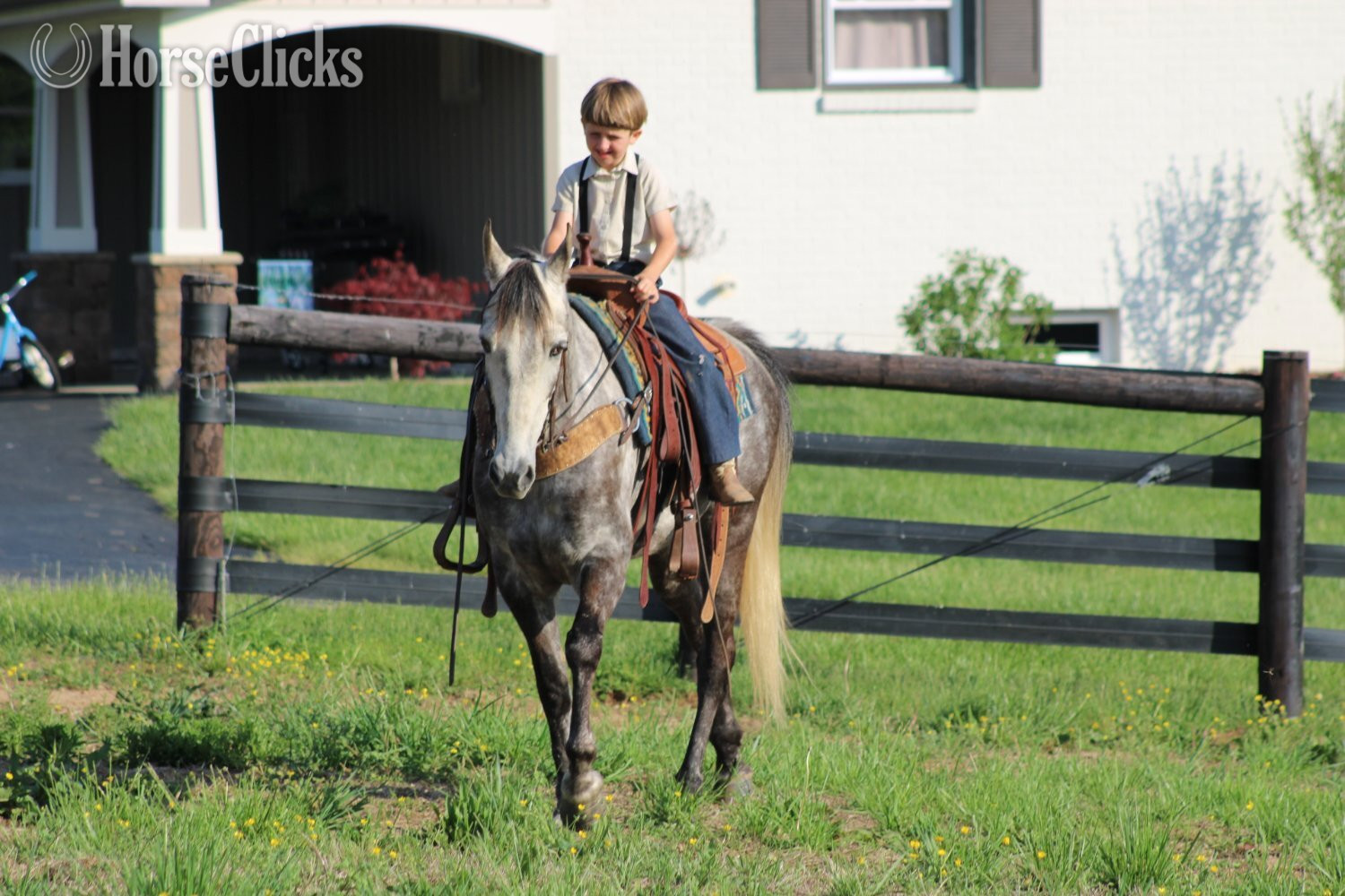 "Aspen" Grey Mare Tennessee Walker Kentucky
