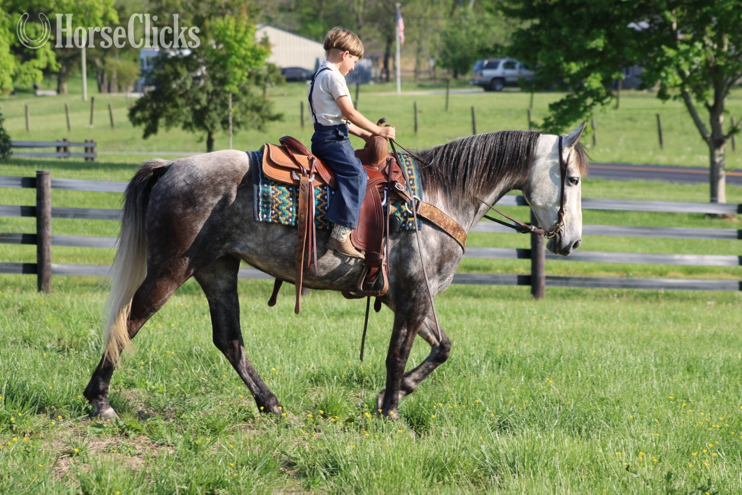 Tennessee Walker - "Aspen" Grey Mare Tennessee Walker in Kentucky