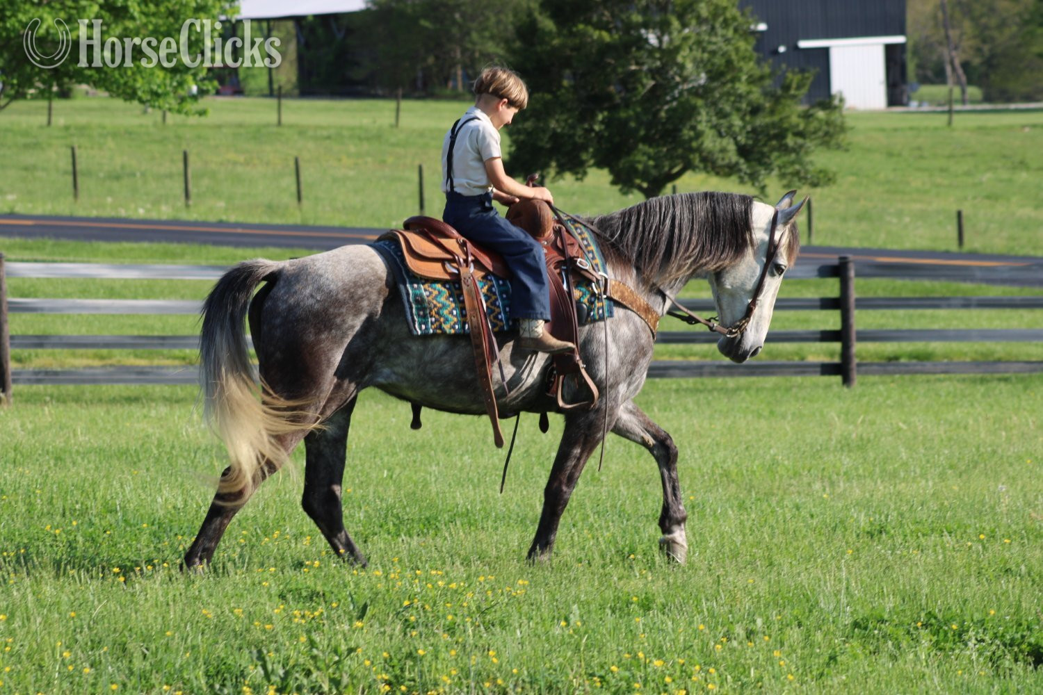 Tennessee Walker - "Aspen" Grey Mare Tennessee Walker