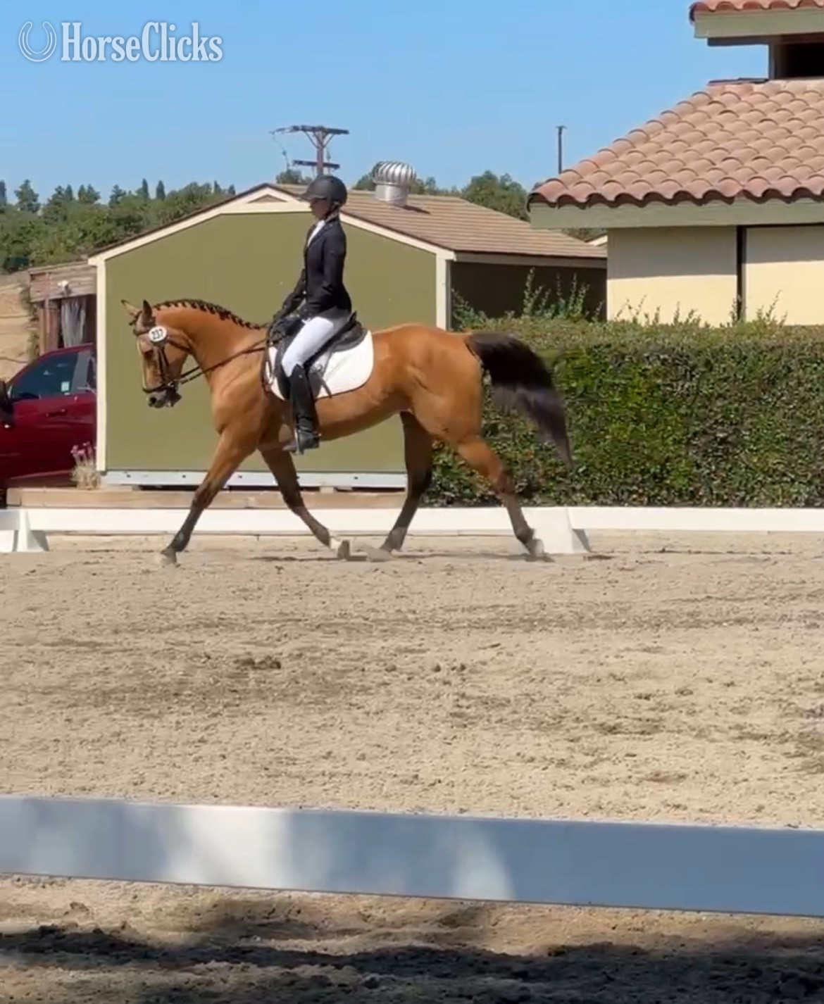 "Odin" Buckskin Gelding Quarter Horse in California