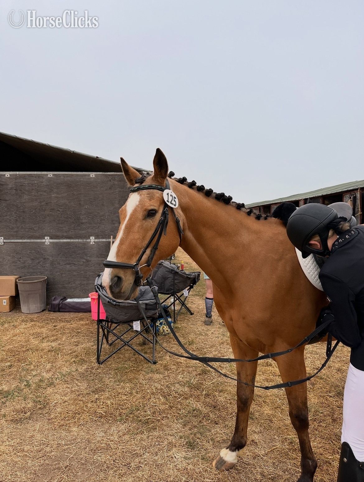 California "Odin" Buckskin Gelding Quarter Horse