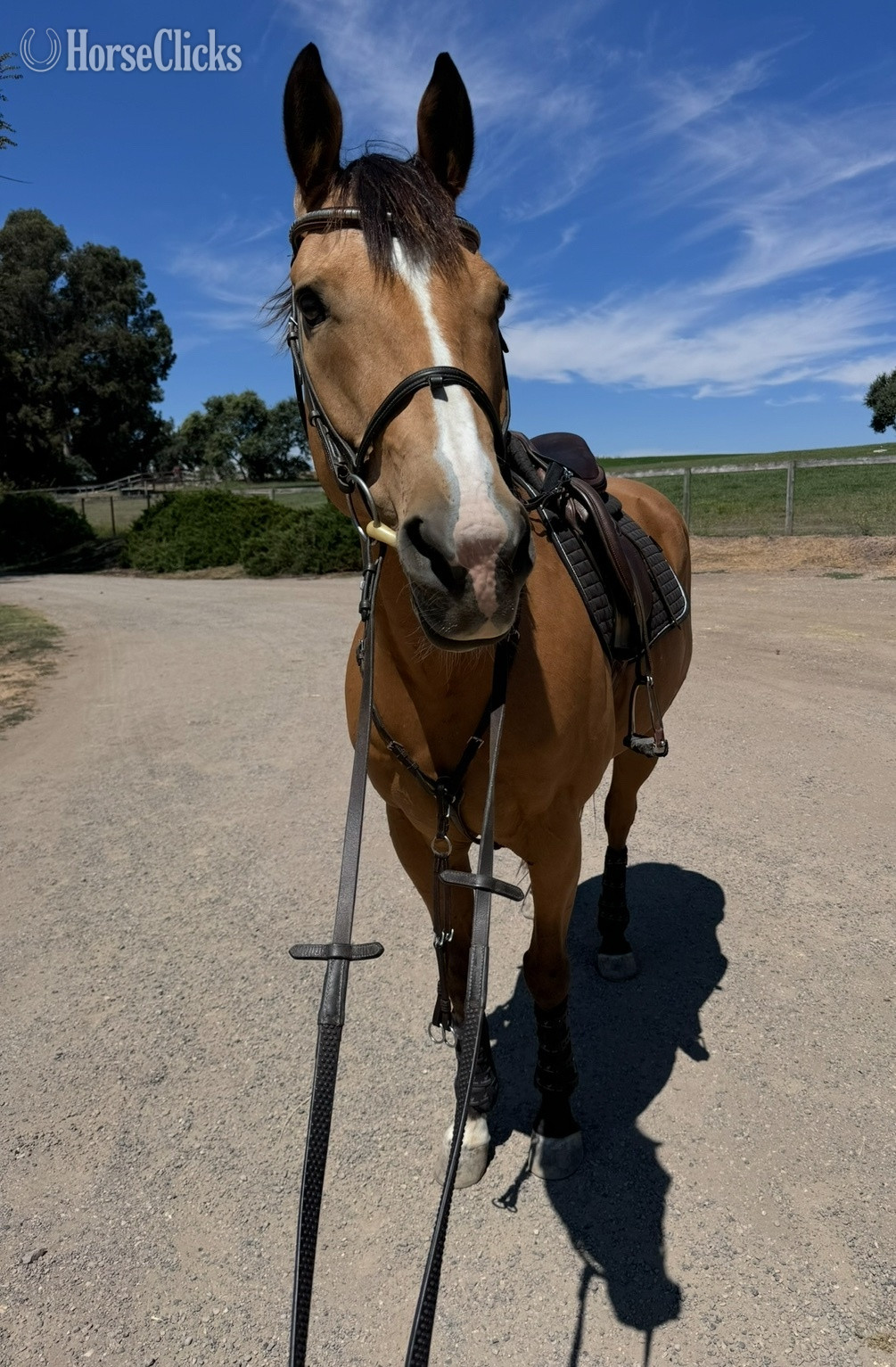 "Odin" Buckskin Gelding Quarter Horse - Quarter Horse in California