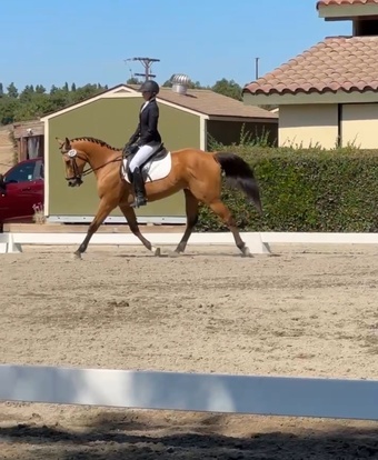"Odin" Buckskin Gelding Quarter Horse
