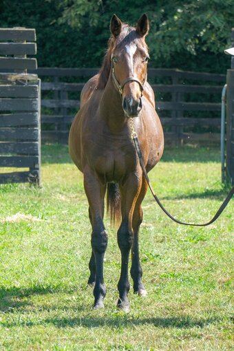 "Sweet Heart Tewmey" Bay Filly Thoroughbred