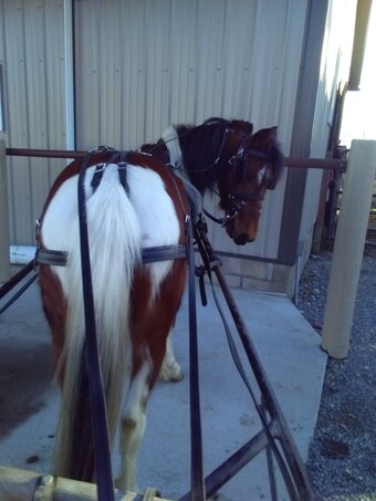 "Sparkey " Tri-Color Gelding Hackney