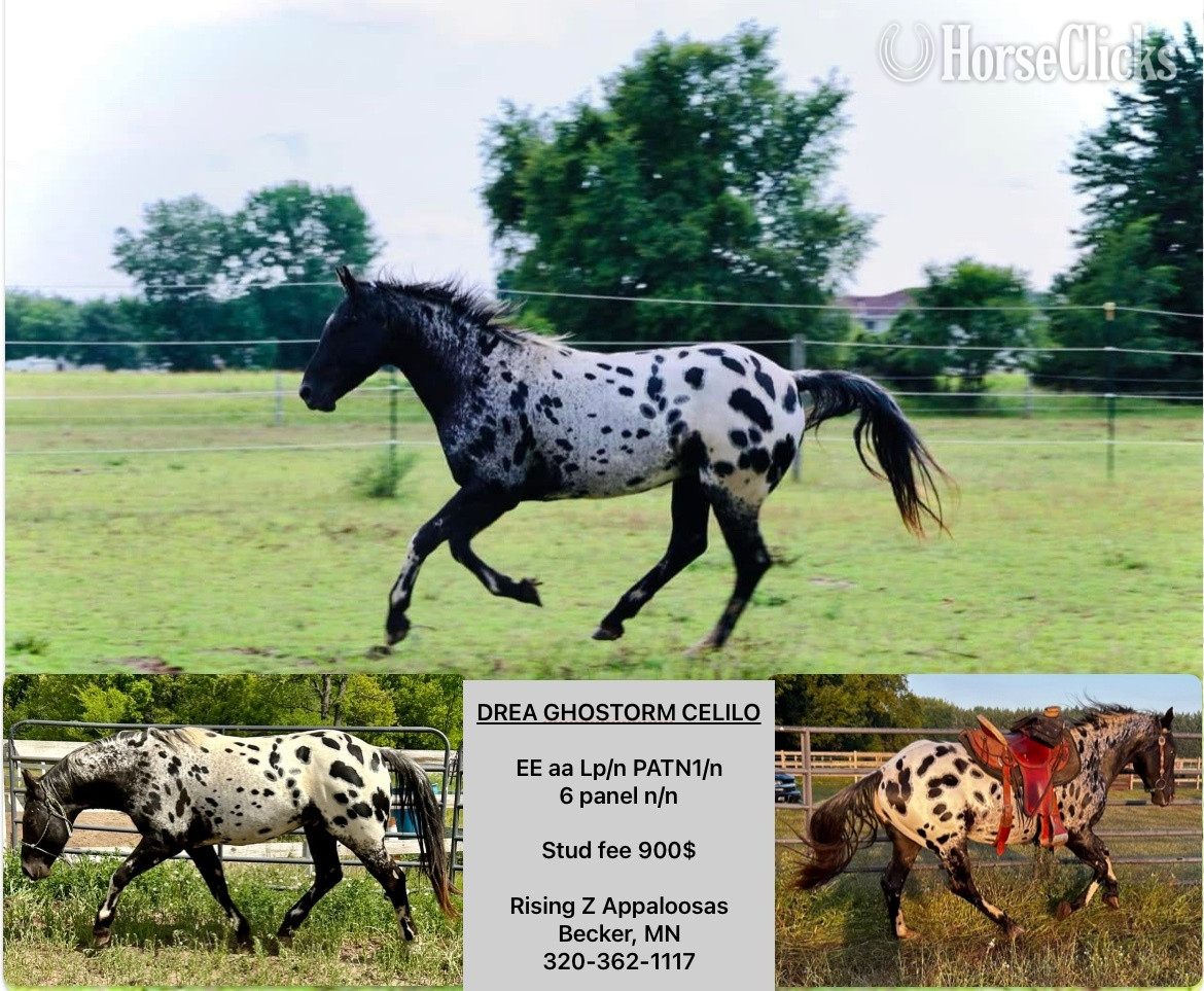 Black 15hh Appaloosa Stallion in Minnesota