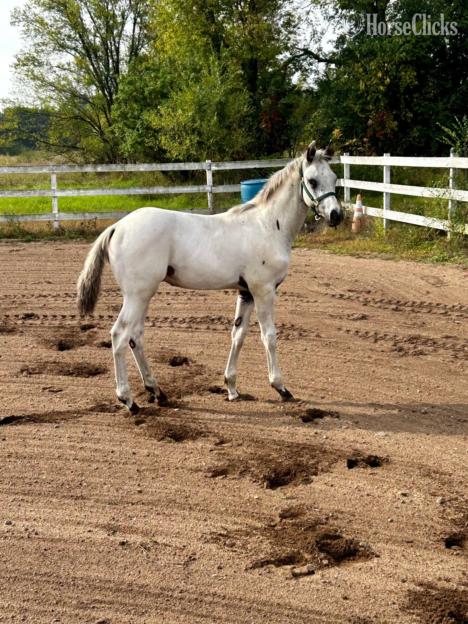 Black 15hh Appaloosa Stallion
