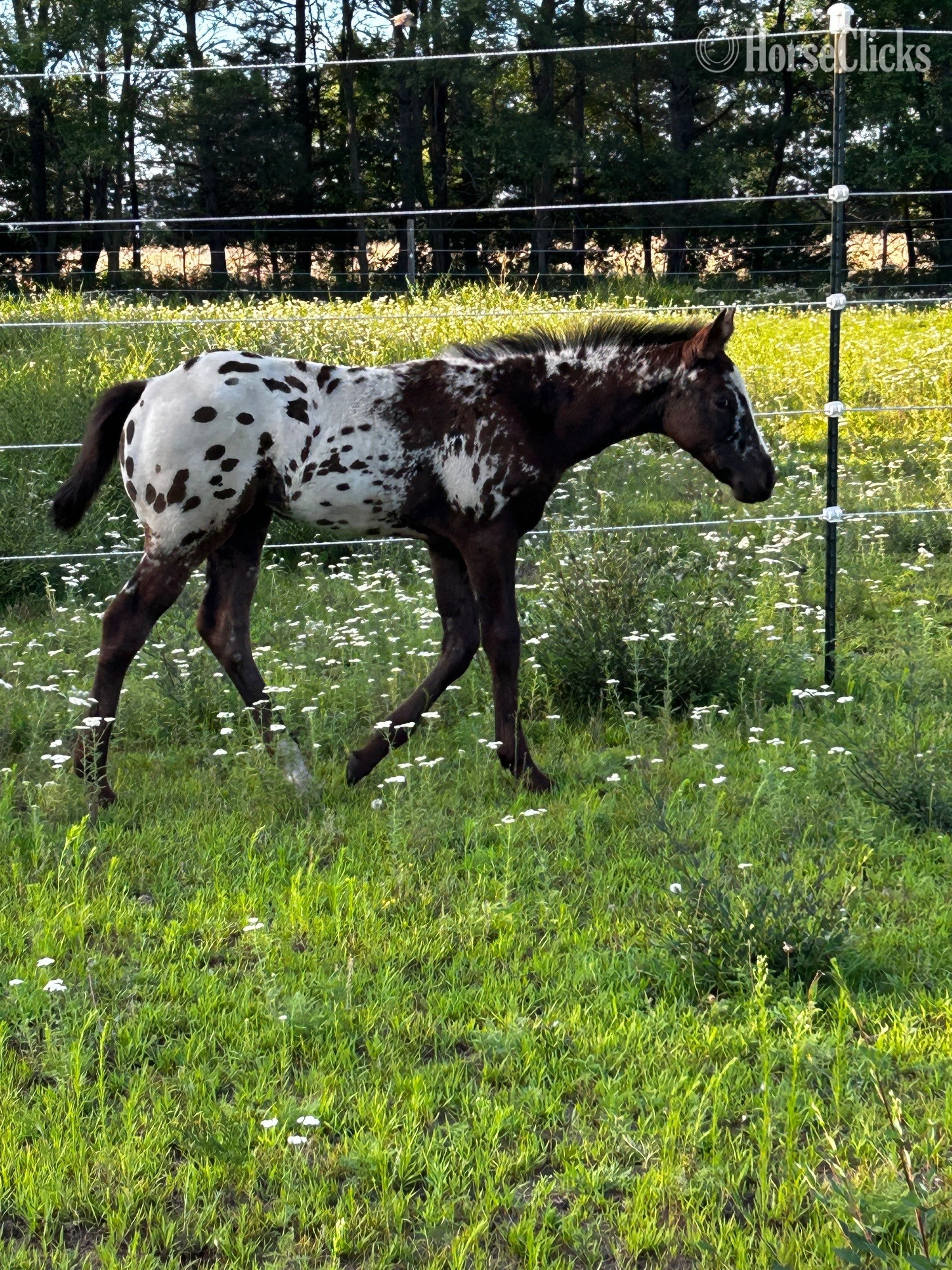 Minnesota Black 15hh Appaloosa Stallion