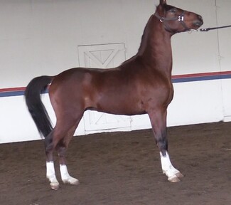 "IN Sider" Bay Gelding Arabian