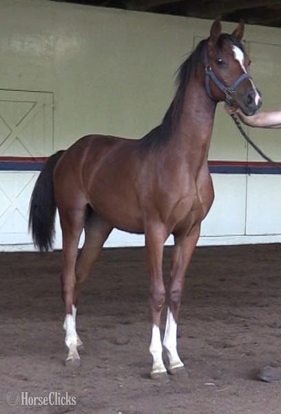 "IN Sider" Bay Gelding Arabian