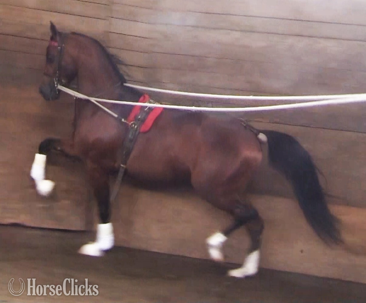 Michigan "IN Sider" Bay Gelding Arabian