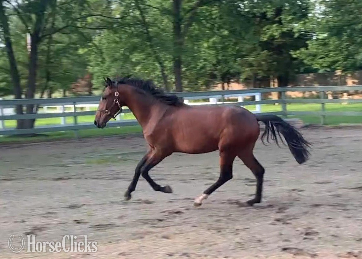 "UTAH" Bay Colt Lusitano in New Jersey