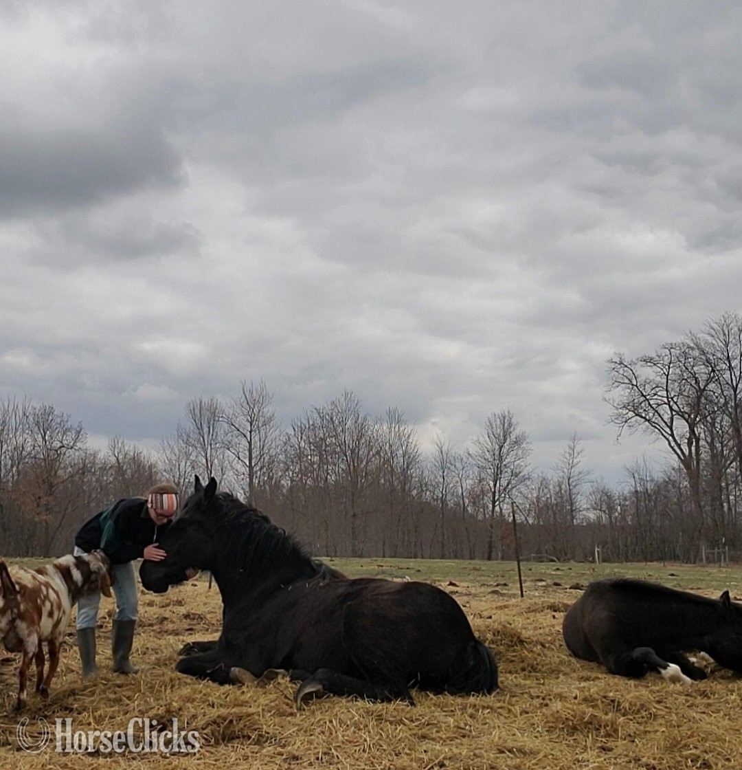 "Peter" Black Gelding Percheron in Wisconsin