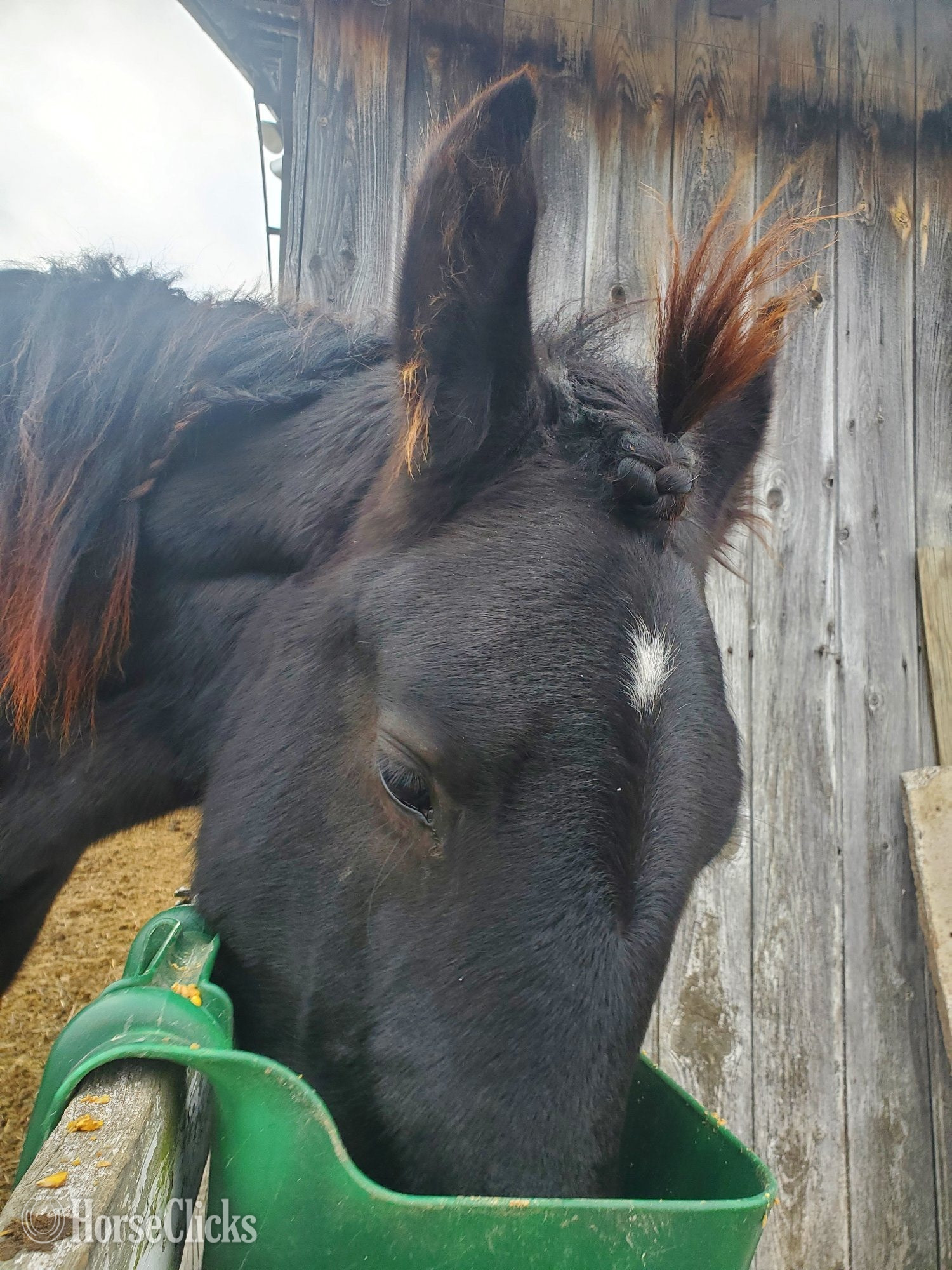 "Peter" Black Gelding Percheron
