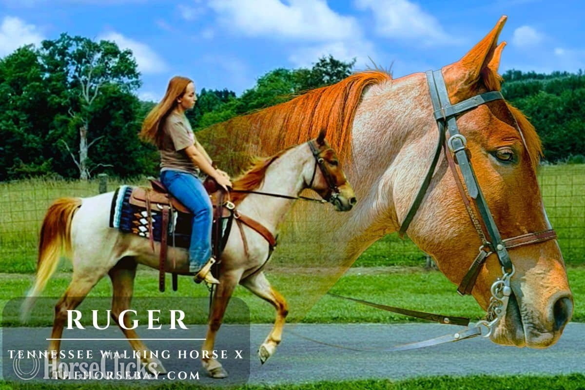 "Ruger" Red Roan Gelding Tennessee Walker in Kentucky