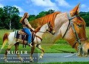 "Ruger" Red Roan Gelding Tennessee Walker