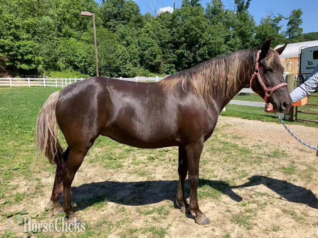 "VBF Only Imagine" Chocolate Mare Rocky Mountain in Indiana