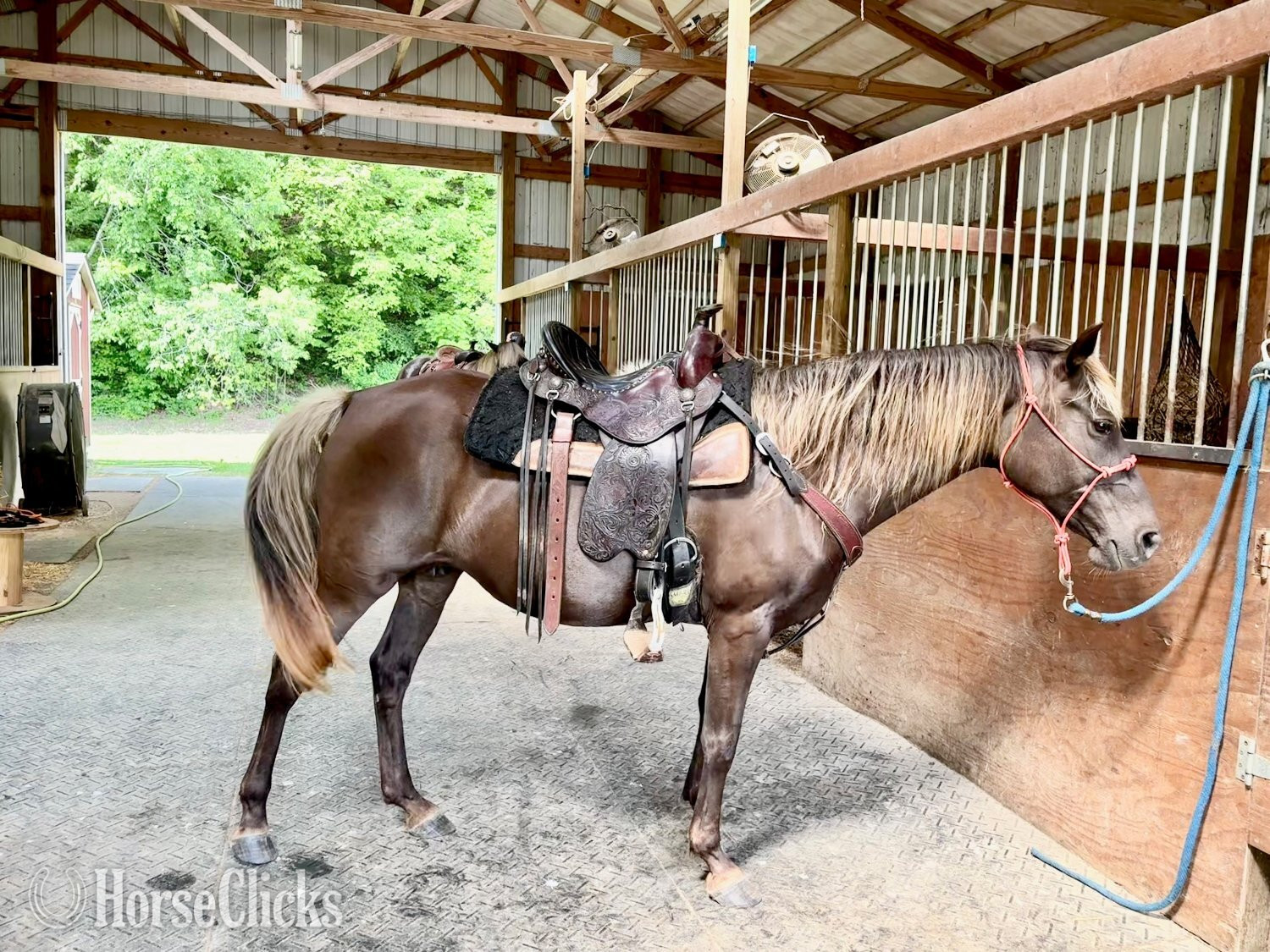 "VBF Only Imagine" Chocolate Mare Rocky Mountain